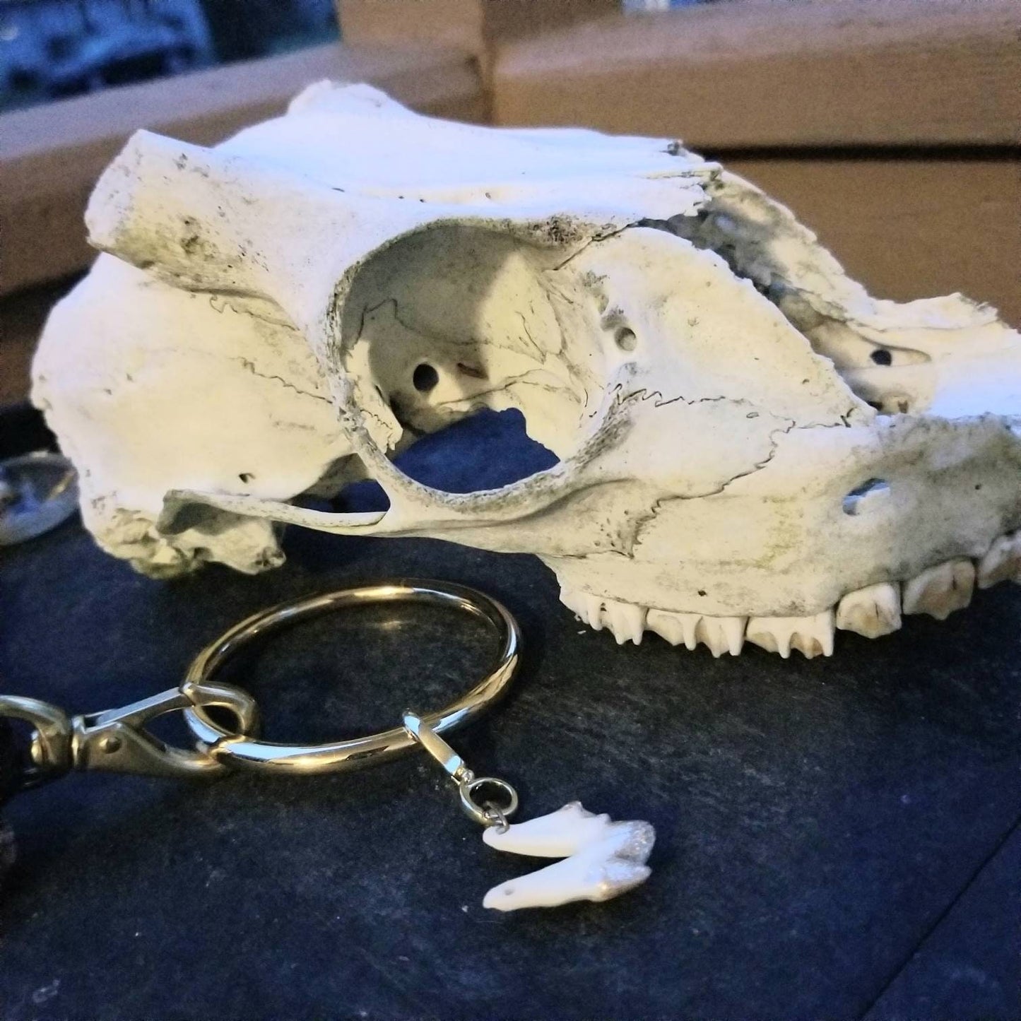 Gold tip coyote tooth charm