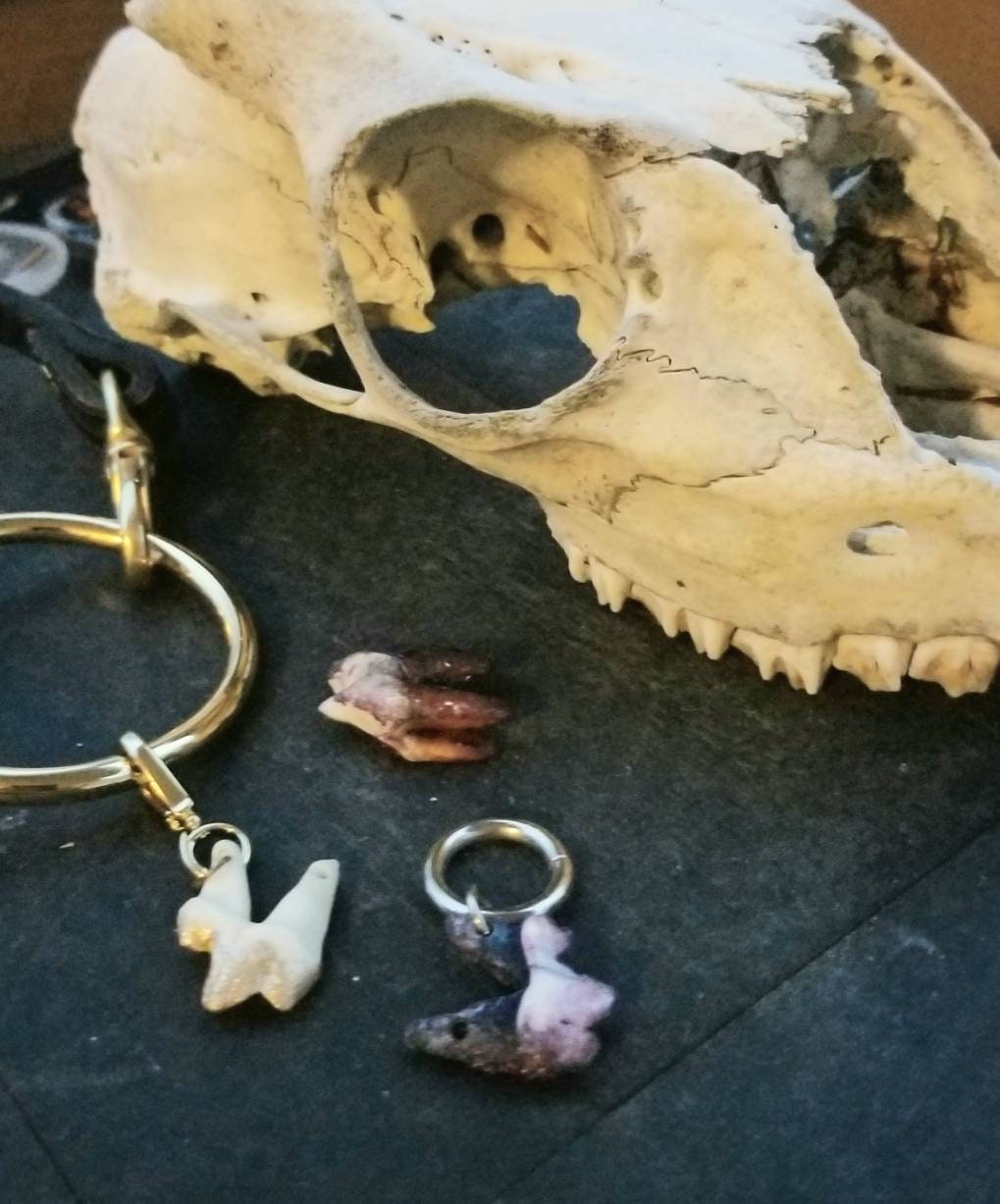 Coyote tooth charm with red blood drop crystal.